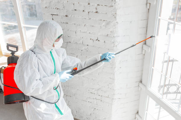 Best Black Mold Removal in Washington, UT